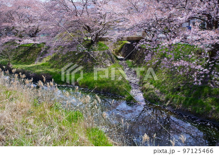 桜満開の宇治田原町、田原川河畔の桜の遊歩道「やすらぎの道」(京都府綴喜郡宇治田原町・田原川河畔) 桜満開の宇治田原町、田原川河畔の桜の遊歩道「やすらぎの道」(京都府綴喜郡宇治田原町・田原川河畔) 97125466