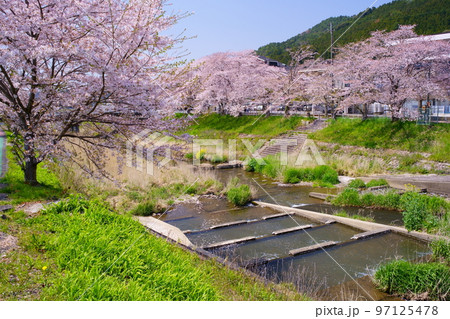 桜満開の宇治田原町、田原川河畔の桜の遊歩道「やすらぎの道」（京都府綴喜郡宇治田原町・田原川河畔） 97125478