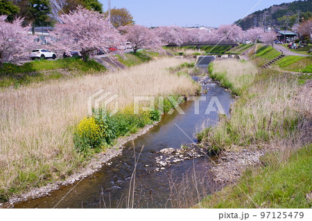 桜満開の宇治田原町、田原川河畔の桜の遊歩道「やすらぎの道」(京都府綴喜郡宇治田原町・田原川河畔) 桜満開の宇治田原町、田原川河畔の桜の遊歩道「やすらぎの道」(京都府綴喜郡宇治田原町・田原川河畔) 97125479
