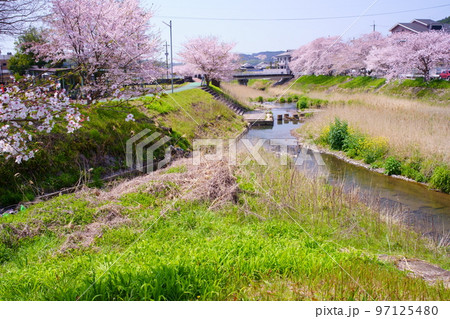 桜満開の宇治田原町、田原川河畔の桜の遊歩道「やすらぎの道」（京都府綴喜郡宇治田原町・田原川河畔） 97125480