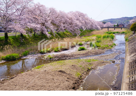 桜満開の宇治田原町、田原川河畔の桜の遊歩道「やすらぎの道」(京都府綴喜郡宇治田原町・田原川河畔) 桜満開の宇治田原町、田原川河畔の桜の遊歩道「やすらぎの道」(京都府綴喜郡宇治田原町・田原川河畔) 97125486