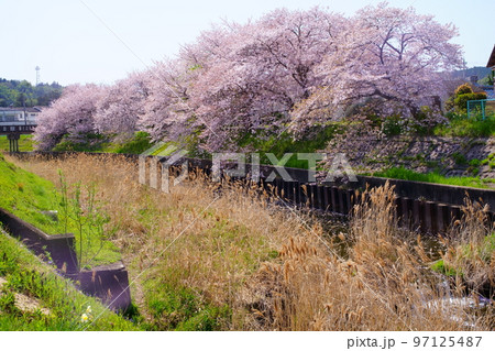 桜満開の宇治田原町、田原川桜満河畔の桜の遊歩道「やすらぎの道」(京都府綴喜郡宇治田原町・田原川河畔) 桜満開の宇治田原町、田原川桜満河畔の桜の遊歩道「やすらぎの道」(京都府綴喜郡宇治田原町・田原川河畔) 97125487