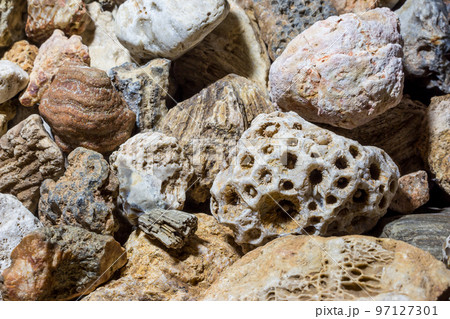 Collection of fossilized fossil sponges and corals Collection of fossilized fossil sponges and corals 97127301