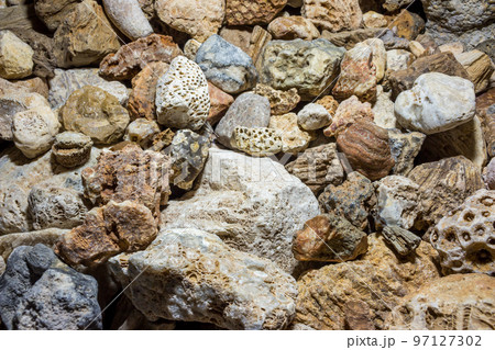 Collection of fossilized fossil sponges and corals 97127302