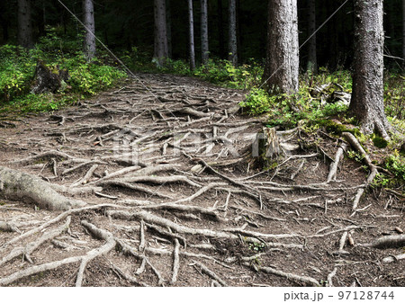 detail of a path in the forest with tree roots detail of a path in the forest with tree roots 97128744