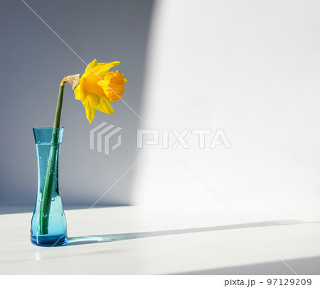 Beautiful spring yellow narcisus flower or daffodil 97129209