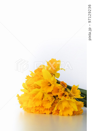 Beautiful bouquet of spring yellow narcisus flowers or daffodils on white background. 97129236