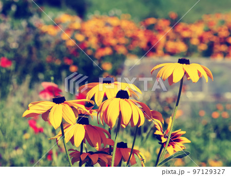 Rudbeckia in the garden 97129327