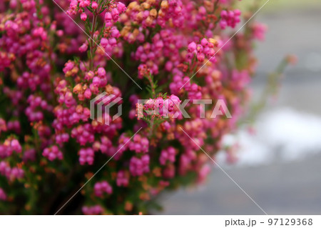 Pots with young conifer plants Pots with young conifer plants 97129368