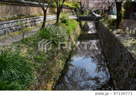 日本の京都府の京都市　銀閣寺近くの哲学の道　満開の桜と小川　散った花びらが水面を流れる花筏 97130771