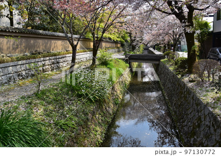 日本の京都府の京都市 銀閣寺近くの哲学の道 満開の桜と小川 散った花びらが水面を流れる花筏 日本の京都府の京都市 銀閣寺近くの哲学の道 満開の桜と小川 散った花びらが水面を流れる花筏 97130772