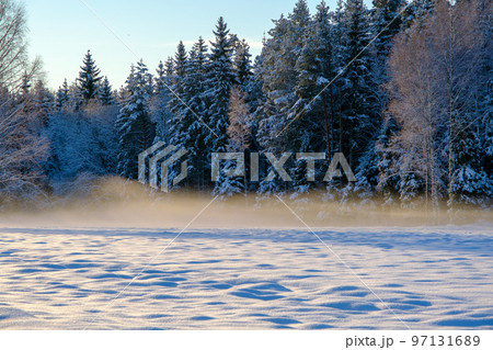 Foggy winter landscape. Snow covered trees. Cold winter day in December 97131689