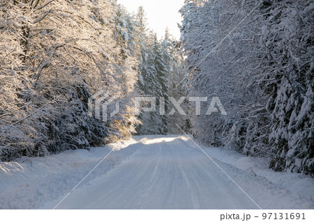 Magical winter landscape. A path between snowy trees in the forest 97131691