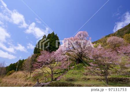 佛隆寺(仏隆寺)の千年桜（モチヅキザクラ、県指定天然記念物、奈良県最古の桜） 97131753