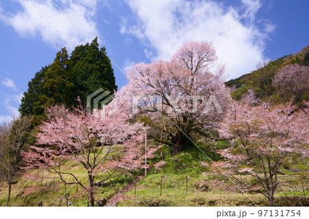 佛隆寺(仏隆寺)の千年桜（モチヅキザクラ、県指定天然記念物、奈良県最古の桜） 97131754