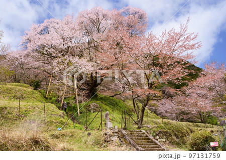 佛隆寺(仏隆寺)の千年桜（モチヅキザクラ、県指定天然記念物、奈良県最古の桜） 97131759