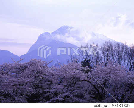 清原芸術村に咲いた満開の桜と甲斐駒ヶ岳 清原芸術村に咲いた満開の桜と甲斐駒ヶ岳 97131885