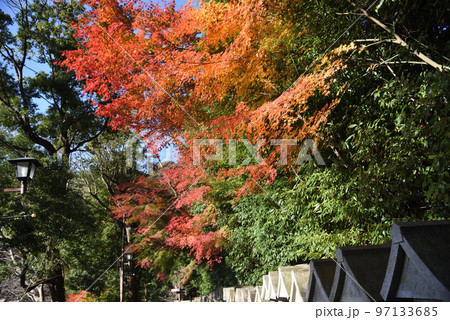 朝護孫子寺のもみじ 朝護孫子寺のもみじ 97133685