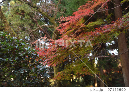 朝護孫子寺のもみじ 朝護孫子寺のもみじ 97133690
