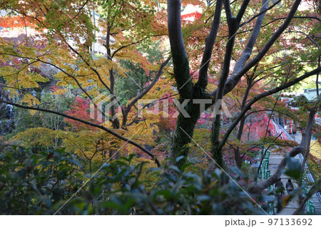 朝護孫子寺のもみじ 朝護孫子寺のもみじ 97133692