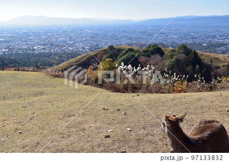 秋の若草山の鹿と奈良盆地の眺望 97133832