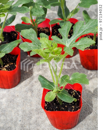 スイカの苗 スイカの苗 97134032