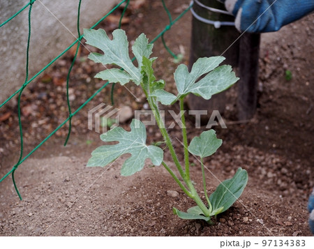 スイカ苗の植え付け 97134383
