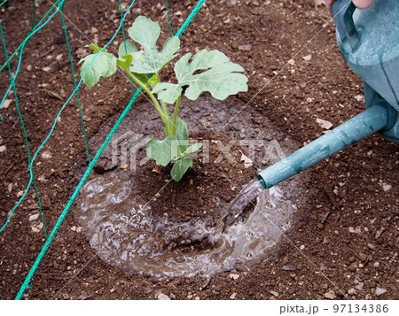 スイカ苗の植え付け スイカ苗の植え付け 97134386