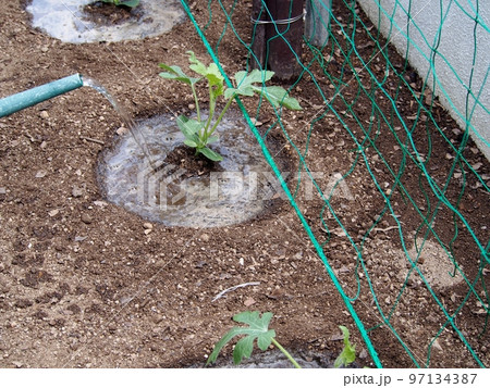 スイカ苗の植え付け スイカ苗の植え付け 97134387