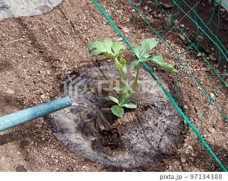 スイカ苗の植え付け スイカ苗の植え付け 97134388