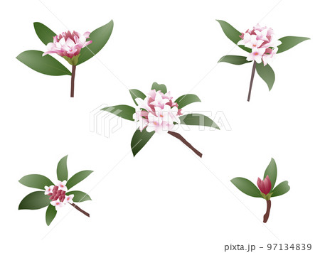 沈丁花・ワンポイント 97134839