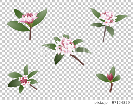 沈丁花・ワンポイント 97134839