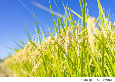 稲穂 97134908