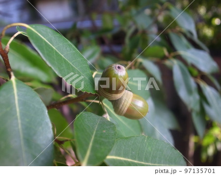 どんぐり 97135701