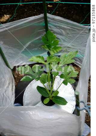 スイカ栽培、あんどん仕立ての風除け 97135868