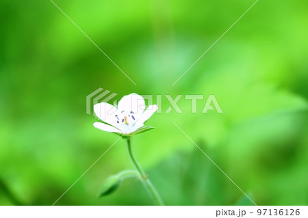 雄しべが綺麗な雄性期のゲンノショウコ（現の証拠）の花 97136126