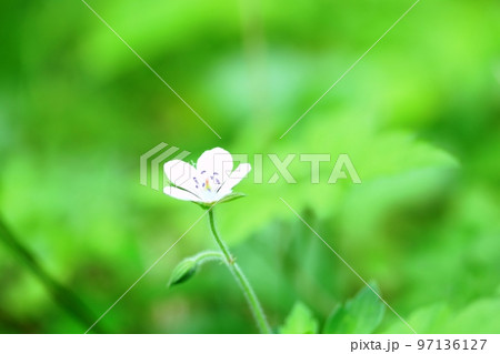 雄しべが綺麗な雄性期のゲンノショウコ（現の証拠）の花 97136127