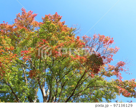 紅葉 紅葉 97136129