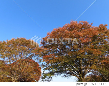 紅葉 紅葉 97136142