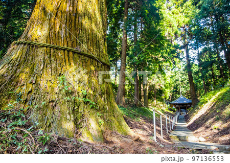 Sacred tree of God with rope around in Japan shrine forest Sacred tree of God with rope around in Japan shrine forest 97136553