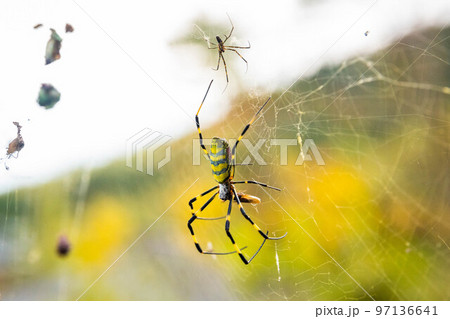 Beautiful japanese yellow joro spider in the net Beautiful japanese yellow joro spider in the net 97136641