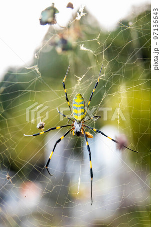 Beautiful japanese yellow joro spider in the net 97136643