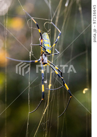 Beautiful japanese yellow joro spider in the net 97136645