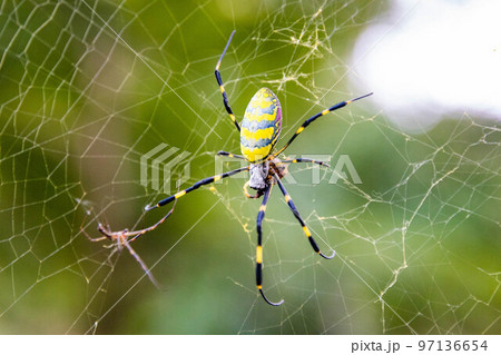 Beautiful japanese yellow joro spider in the net 97136654