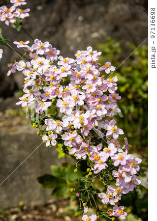 Beautiful anemone wild windflowers at fall closeup Beautiful anemone wild windflowers at fall closeup 97136698