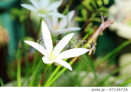 花弁がスリムなタマスダレ(玉簾) 花弁がスリムなタマスダレ(玉簾) 97136726