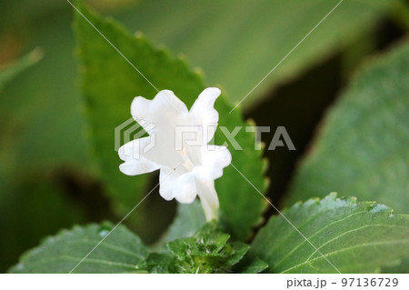 秋の訪れを告げるスズムシバナ(鈴虫花) 秋の訪れを告げるスズムシバナ(鈴虫花) 97136729
