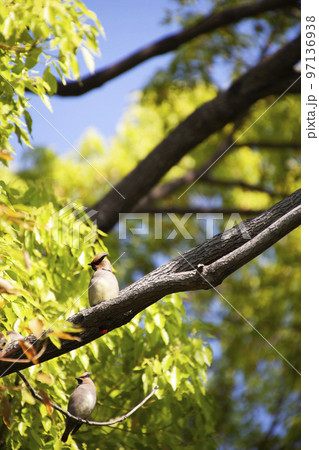 野鳥、連雀の居る初夏風景-26 野鳥、連雀の居る初夏風景-26 97136938