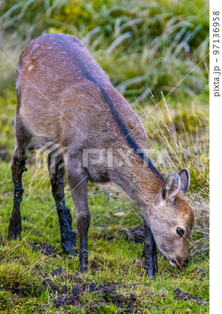 Japanese deer fawn at Nikko National park swamp 97136958