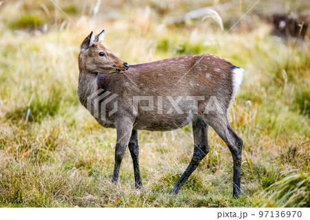 Japanese deer at Nikko National park swamp 97136970